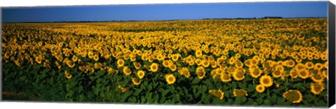 Framed Field of Sunflowers ND USA Print