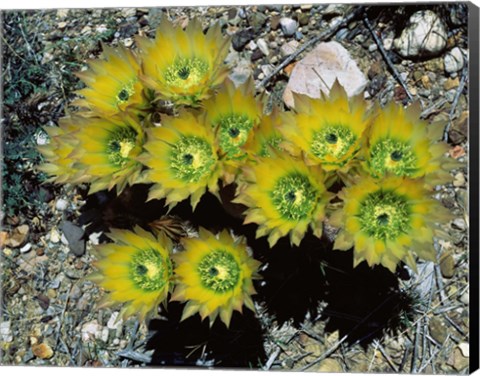 Framed High angle view of cactus flowers, Big Bend National Park, Texas, USA Print
