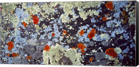 Framed Lichens on Rock CO USA Print