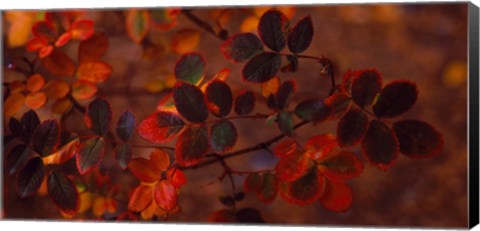 Framed Autumn leaves, Colorado, USA Print