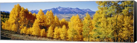 Framed Fall Aspen Trees Telluride CO Print