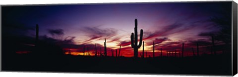 Framed Silhouette of Saguaro cactus (Carnegiea gigantea), Saguaro National Monument, Arizona, USA Print