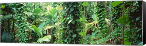 Framed Vegetation Seychelles Print