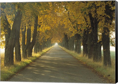 Framed Road w/Autumn Trees Sweden Print