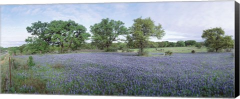 Framed Field of Bluebonnet flowers, Texas, USA Print