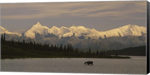 Framed Moose standing on a frozen lake, Wonder Lake, Denali National Park, Alaska, USA Print