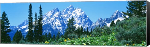 Framed Snow covered peaks, Grand Teton National Park WY Print