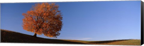 Framed View Of A Lone Tree On A Hill In Fall Print