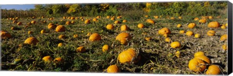 Framed Field of ripe pumpkins, Kent County, Michigan, USA Print