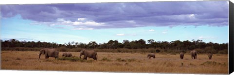 Framed Africa, Kenya, Masai Mara National Reserve, Elephants in national park Print