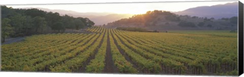 Framed Sunset, Vineyard, Napa Valley, California, USA Print