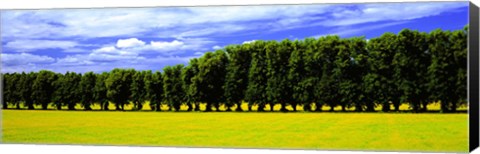 Framed Row Of Trees, Uppland, Sweden Print