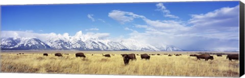 Framed Bison Herd, Grand Teton National Park, Wyoming, USA Print