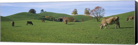 Framed Cows grazing on a field, Canton Of Zug, Switzerland Print