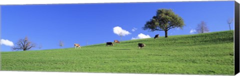 Framed Cows, Canton Zug, Switzerland Print