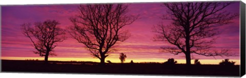 Framed Oak Trees, Sunset, Sweden Print