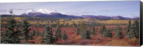 Framed Canada, Yukon Territory, View of pines trees in a valley Print