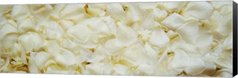 Framed White Rose Petals Print