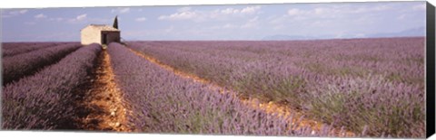 Framed Lavender Field, Valensole Province, France Print