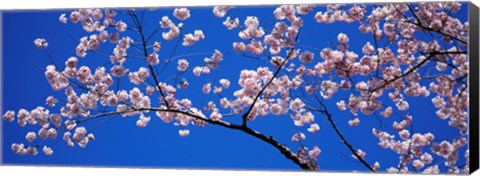 Framed Cherry Blossoms Washington DC Print