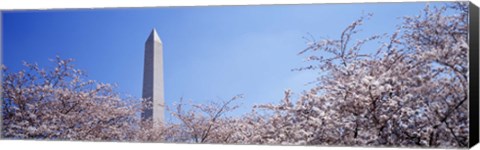 Framed Washington Monument behind cherry blossom trees, Washington DC, USA Print