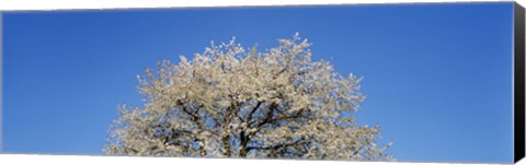 Framed Cherry Blossoms, Switzerland Print