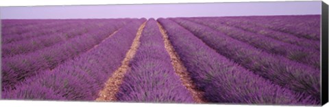 Framed France, View of rows of blossoms in a field Print