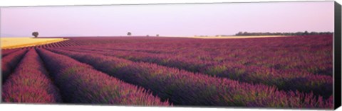 Framed Lavender crop on a landscape, France Print