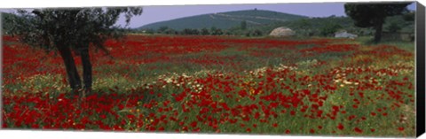 Framed Red poppies in a field, Turkey Print