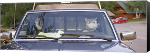 Framed Close-up of two dogs in a pick-up truck, Main Street, Talkeetna, Alaska, USA Print