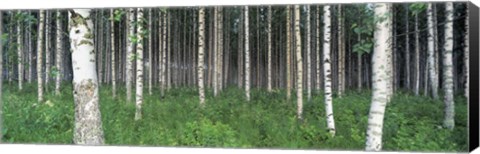 Framed Birch Forest, Punkaharju, Finland Print