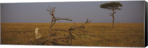 Framed African cheetah (Acinonyx jubatus jubatus) sitting on a fallen tree, Masai Mara National Reserve, Kenya Print