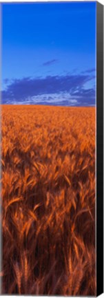 Framed Wheat Field WA Print