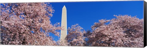 Framed Cherry Blossoms Washington Monument Print