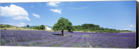 Framed Lavender Field Provence France Print