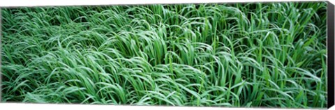 Framed High angle view of grass, Montana, USA Print