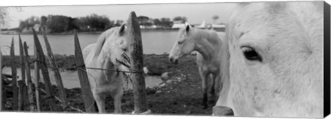 Framed Horses, Camargue, France Print