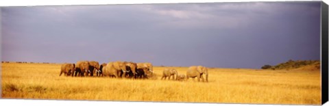 Framed Elephant Herd, Maasai Mara Kenya Print