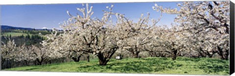 Framed Cherry Orchard, Oregon, USA Print