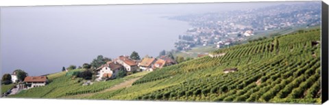 Framed Vineyards, Lausanne, Lake Geneva, Switzerland Print