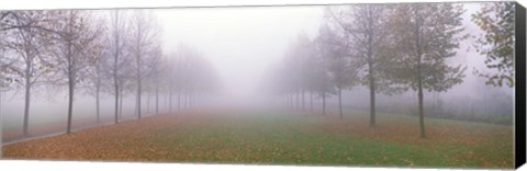 Framed Trees in Fog Schleissheim Germany Print