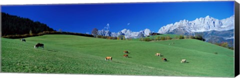 Framed Cattle Graze in Alps Wilder Kaiser Going Austria Print