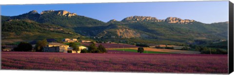 Framed Lavender Fields And Farms, High Provence, La Drome, France Print