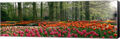 Framed Keukenhof Garden, Lisse, The Netherlands Print