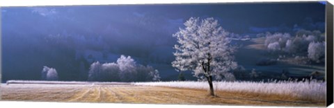 Framed Trees With Frost, Franstanz, Tyrol, Austria Print