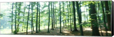 Framed Forest Scene with Fog, Odenwald, near Heidelberg, Germany Print