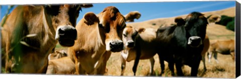 Framed Close Up Of Cows, California, USA Print