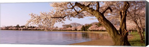 Framed Cherry blossom tree along a lake, Potomac Park, Washington DC, USA Print