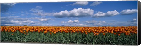 Framed Clouds over a tulip field, Skagit Valley, Washington State, USA Print