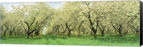 Framed Rows Of Cherry Tress In An Orchard, Minnesota, USA Print